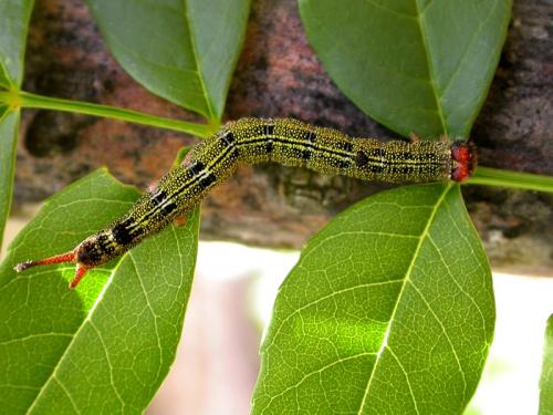 Dicranura ulmi