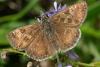 18219 – Photo : FRUND Christian – France (25)