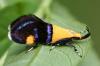 18158 – Photo : Arthropa - Benoit Martha – France (21)