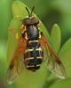 18675 – Photo : Arthropa - Benoit Martha – France (21)