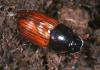 18795 – Photo : Arthropa - Benoit Martha – France (09)