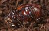 18821 – Photo : Arthropa - Benoit Martha – France (09)