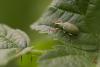 18370 – Photo : microbe – France (62)