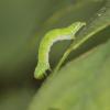 18368 – Photo : microbe – France (62)
