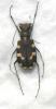 18914 – Photo : phytophage – Kazakhstan