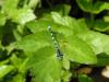 Coenagrion mercuriale