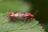 18481 – Photo : microbe – France (62)