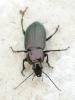Poecilus cupreus