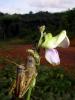 18402 – Photo : pauline montecot – Gabon