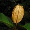 18403 – Photo : pauline montecot – Gabon
