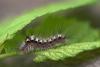 18690 – Photo : microbe – France (62)