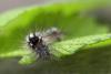 18691 – Photo : microbe – France (62)