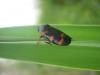 Cercopis intermedia