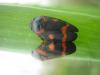 Cercopis intermedia