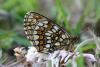 18563 – Photo : eudemis – France (33)