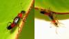 Paederus sp.