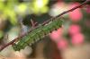 Saturnia pavonia
