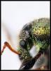 18445 – Photo : Arlette Licois – France (37)