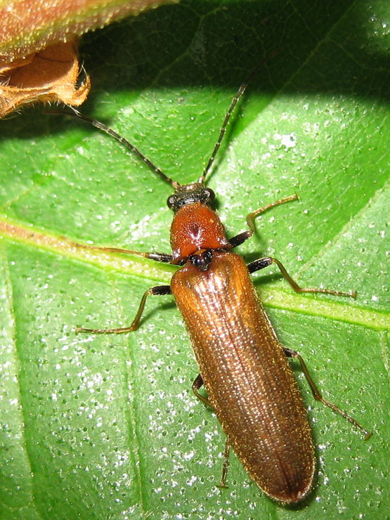Vincent Lefebvre - Denticollis linearis - réf. 18533 (555 x 740 pixels, 145 ko)