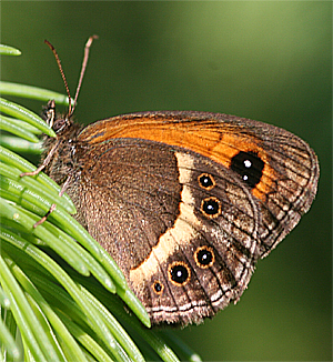 Pelouard - Pyronia (Idata) bathseba - réf. 18207 (300 x 326 pixels, 168 ko)