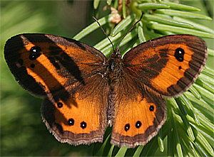 Pelouard - Pyronia (Idata) bathseba - réf. 18218 (300 x 221 pixels, 126 ko)