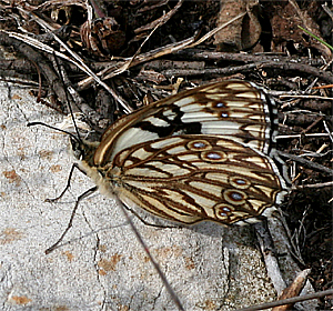 Pelouard - Melanargia occitanica - réf. 18227 (300 x 280 pixels, 163 ko)