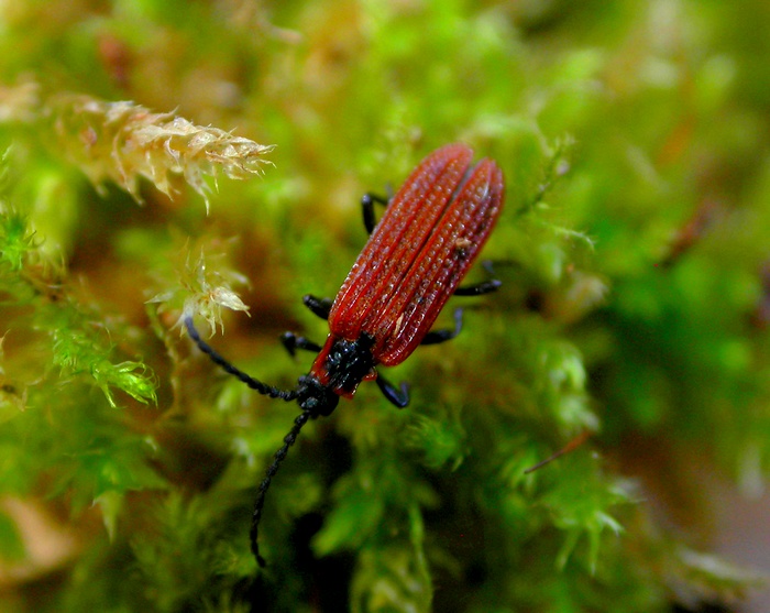 Calmont B. - Erotides (Glabroplatycis) cosnardi - réf. 18555 (700 x 557 pixels, 162 ko)