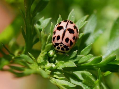 Réf. 180 643 : Oenopia conglobata
