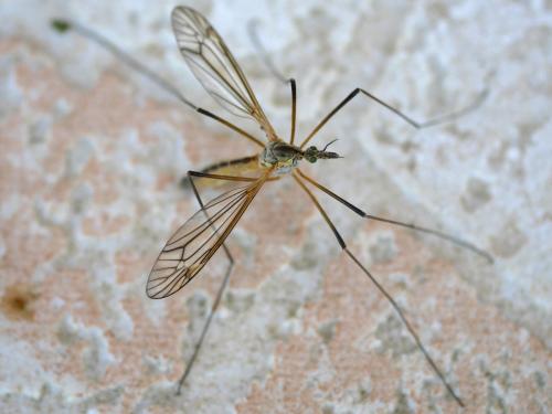 Tipula vernalis