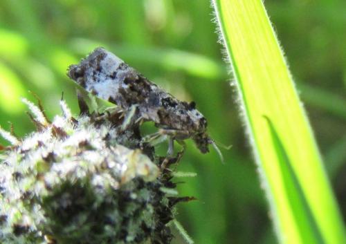 Réf. 180 775 : Endothenia sp.