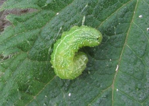 Réf. 180 037 : Diachrysia chrysitis