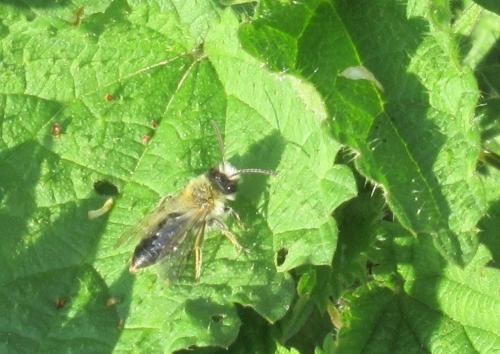 Andrena sp.