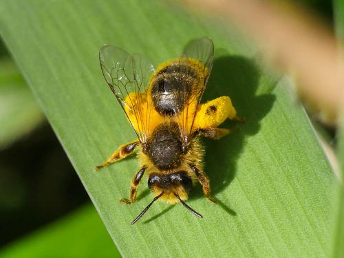 Réf. 180 363 : Andrena sp.
