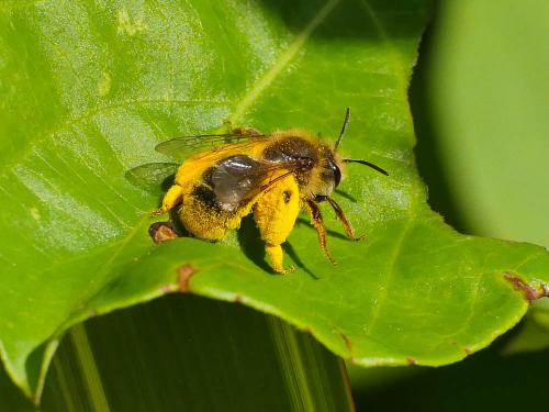 Réf. 180 364 : Andrena sp.