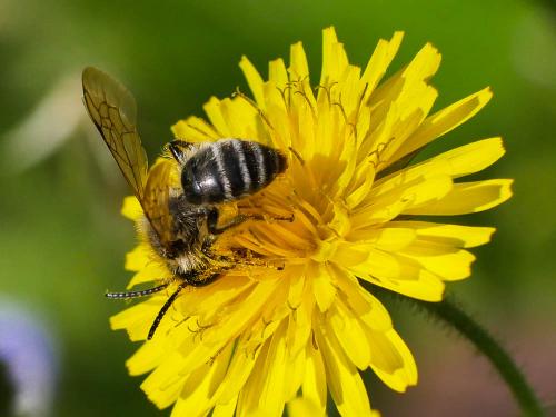 Andrena sp.