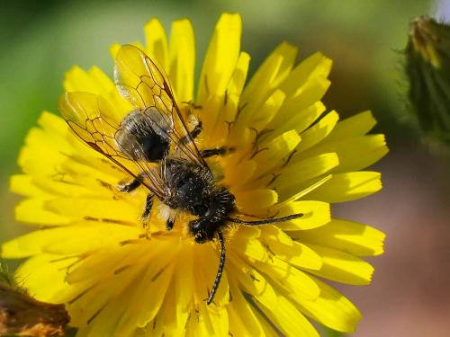 Andrena sp.