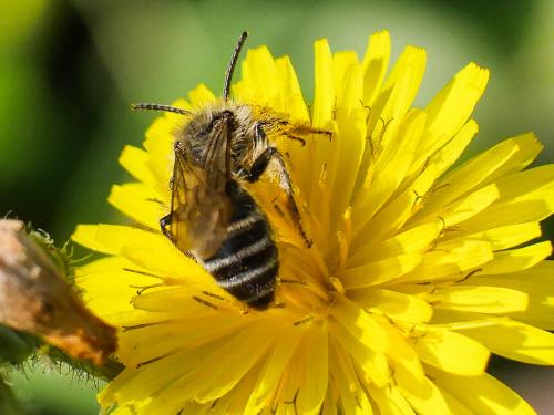 Réf. 180 397 : Andrena sp.