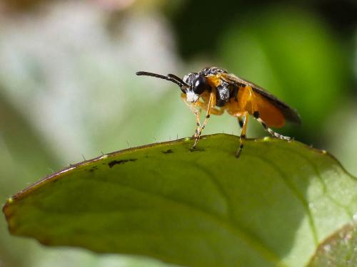 Athalia sp.
