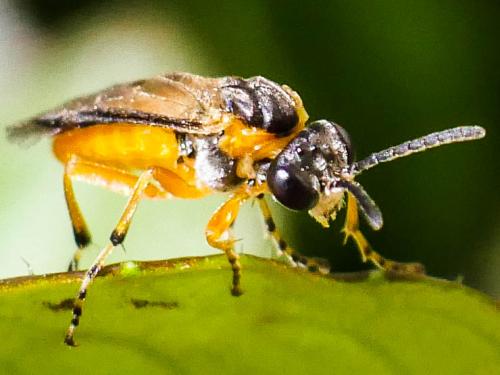 Athalia sp.