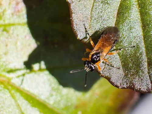 Réf. 180 392 : Athalia sp.
