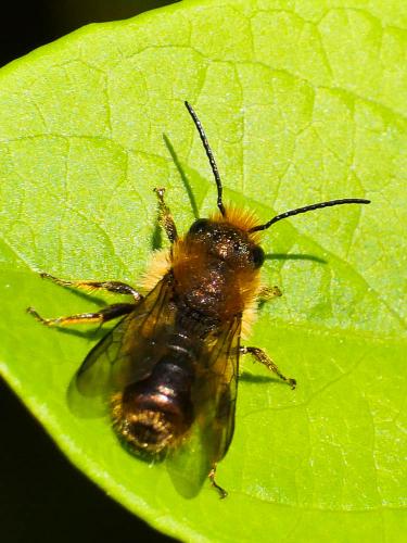 Osmia sp.