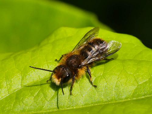 Réf. 180 366 : Osmia sp.