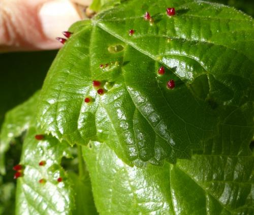 Réf. 180 722 : Eriophyes tiliae