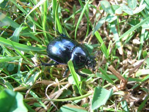 Réf. 180 465 : Trypocopris sp.