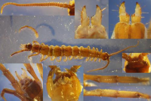 Réf. 180 153 : Lithobius steffeni