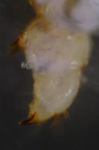 Lithobius steffeni