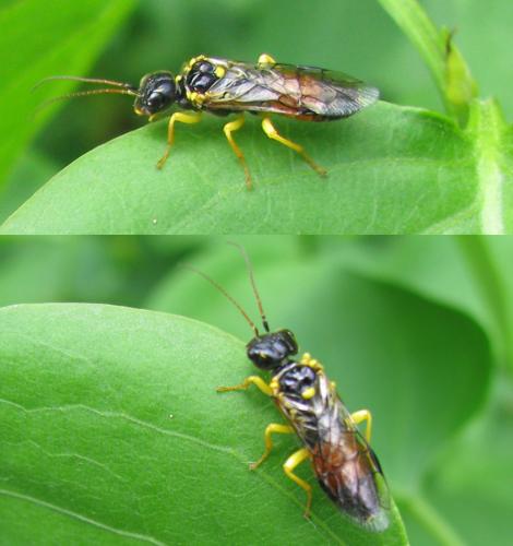 Pamphilius hortorum