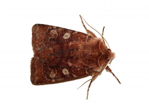 Réf. 180 430 : Cerastis leucographa