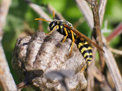 Polistes gallicus