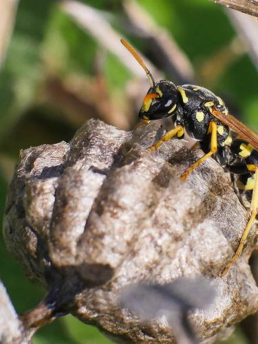 Réf. 180 684 : Polistes gallicus